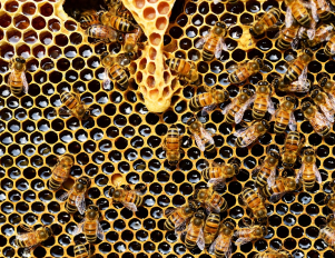 Bienen auf einer Honigwabe