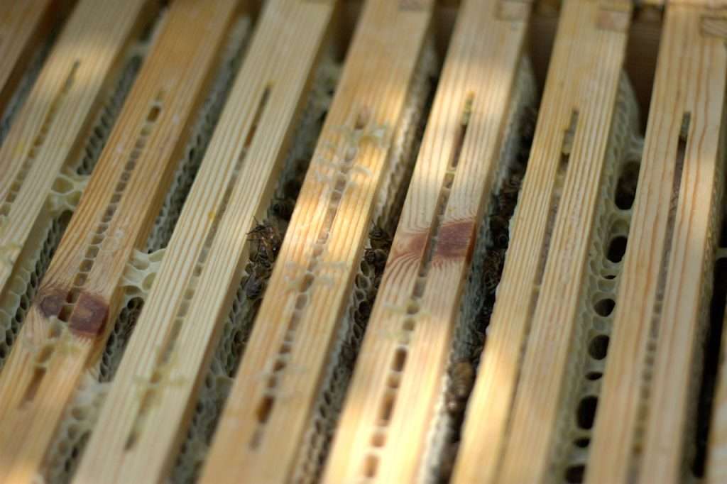 Rähmchen mit Bienen im Bienenstock